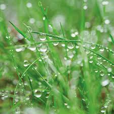 Greenview 2829355 fairway formula grass seed perennial ryegrass blend, 20 lb. Grass Seed Buying Guide At Menards