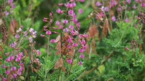 Image result for Lessertia pauciflora