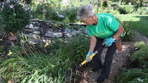 Welcome to the famous dave's garden website. Fall Is A Good Time To Dig Up And Move Plants Around In Your Yard