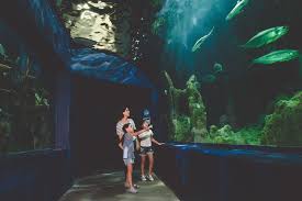 Sleep With The Sharks At Ripley'S Aquarium - Pigeonforge.Com