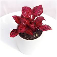 Image result for Iresine