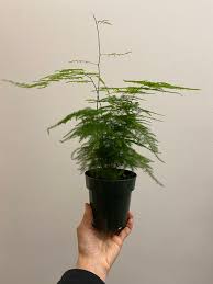 Image result for Asparagus pendulus