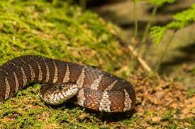 Facts About Water Snakes Snake Snake Facts Water Pictures