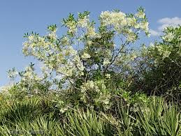 Image result for Chionanthus foveolatus