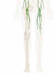 femoral nerve anatomy pictures and information