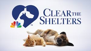 Pet adoption statistics and facts below can help you learn about the state of the animals we like to take on as companions. Clear The Shelters Becoming Virtual Adoption And Donation Drive In August Nbc Connecticut