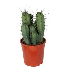 See more ideas about cactus for sale, cactus, make a color palette. Cactus Succulent Plant Blue Candle Cactus Height 50 Cm Characteristic Without Planter