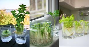 Growing your own food is an extraordinary idea that can help you in different levels. 25 Foods You Can Re Grow Yourself From Kitchen Scraps Diy Crafts