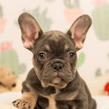 These french bulldog studs located in arizona come from different cities: Frenchie Baby French Bulldog Puppies Bulldog French Bulldog
