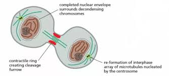 Animal cell division is the production of daughter animal cells from a mother cell. How Does Cytokinesis Proceed In A Plant Cell And How Is It Different From Mitosis Quora