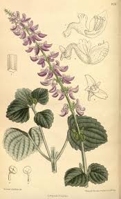 Image result for Plectranthus alboviolaceus