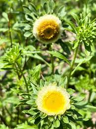 Image result for Litogyne gariepina