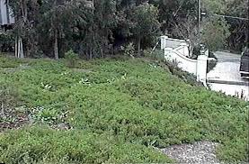 Maybe you would like to learn more about one of these? Drought Tolerant Plants For A Los Angeles Area Garden Los Angeles Basin Including Santa Monica Through Pasadena And Riverside