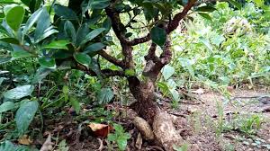 Merawat Kimeng Di Alam Liar Duniabonsai Youtube