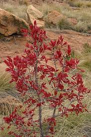 Image result for Ochna pulchra