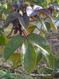 Image result for Jatropha gossypiifolia