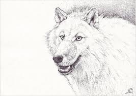 What i am looking for are the directions of the hair in each area and the darkness. 31 Wolf Drawings Pdf Jpeg Free Premium Templates