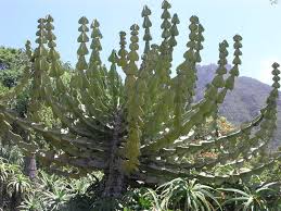 Image result for Euphorbia cooperi