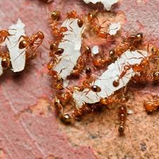 Ant traps do not capture the bugs as these are simply bait containers with an insecticide and attractant inside them. Common Problems Caused By Ant Infestation And How To Prevent Future Infestation In Your London Property