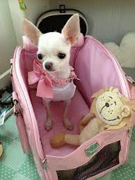 Chihuahua Bling Chihuahua Puppies Baby Chihuahua Chihuahua