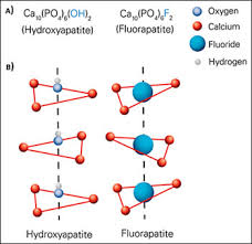 Mechanism Of Action Of Fluoride A History And Update Of
