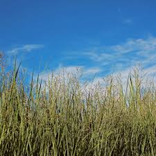 Image result for Panicum eickii