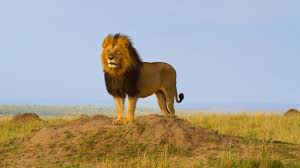 Lion – itsourplanettoo