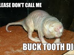 Obviously Naked Mole Rat Memes Quickmeme