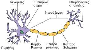 Νευρώνας - Βικιπαίδεια