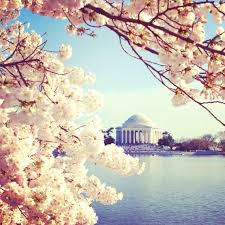 Dc Is Covered In Cherry Blossoms This Week Beautiful Places Favorite Places Places To Go