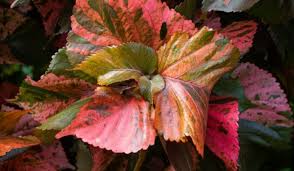 Image result for Acalypha pubiflora