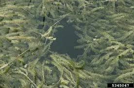 Image result for Hydrilla