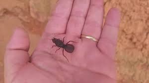 Formiga sauva carregando palito de fosfóro. Formiga Sauva Revoada Youtube