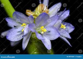 Image result for Monochoria africana