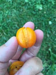 Tomatoes Splitting Why Tomatoes Split And How To Stop It In 2020 Cherry Tomato Plant Tomato Plants Support Hanging Tomato Plants