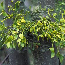 Every state has some species of mistletoe. European Mistletoe Nccih