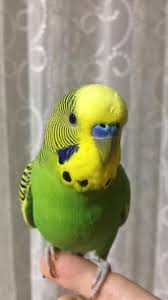 Judith Mary Adli Kullanicinin My Little Budgie Panosundaki Pin