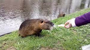 Nutria, ratto, ratto d'acqua, nutria. Lo Sapevate Come E Perche E Arrivata La Nutria In Sardegna Cagliari Vistanet