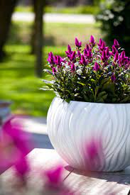 Maybe you would like to learn more about one of these? Deep Purple Frontpage Purple Celosia