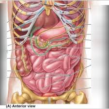 This page provides a photo gallery that presents the anatomy of the abdomen by means of ct (axial, coronal, and sagittal reconstructions). Gross Anatomy Of The Abdominal Cavity Diagram Quizlet