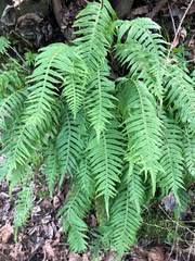 Image result for Polypodiaceae