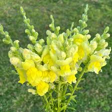 Image result for Snapdragon Yellow 1980 MG