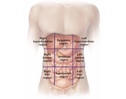 Anatomical quadrants, find out more about anatomical quadrants. Abdominopelvic Regions Their Major Organs