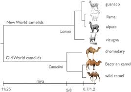 The process by which animals addapte to survive in the wild, keeping them safe from predators, changes in climate, or competition for. The History Of Old World Camelids In The Light Of Molecular Genetics Springerlink