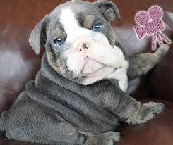 Uptown puppies is on a mission to make it easy for families like yours to wade through all of the disreputable breeders on the web and cut straight to the chase—honest people selling amazing dogs. English Bulldogs Puppies For Sale Best English Bulldogs For Sale