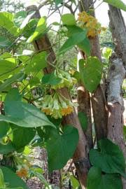 Image result for Landolphia kirkii