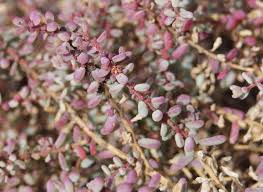 Image result for Suaeda articulata