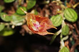 Image result for Microcoelia megalorrhiza