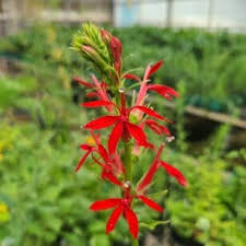 Image result for Distephanus divaricatus