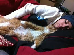 Adoption events at petco are canceled due to covid 19. Available Cats Kittens East County Animal Rescue